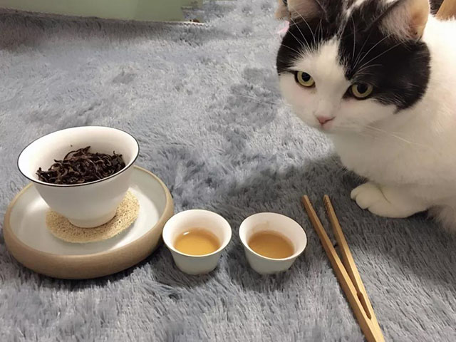 猫与茶