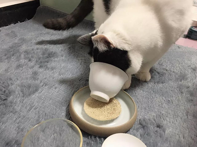 猫与茶