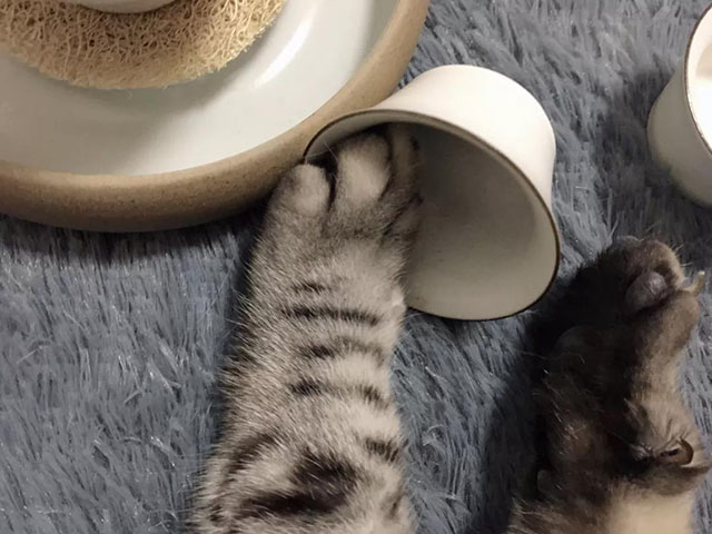 猫与茶