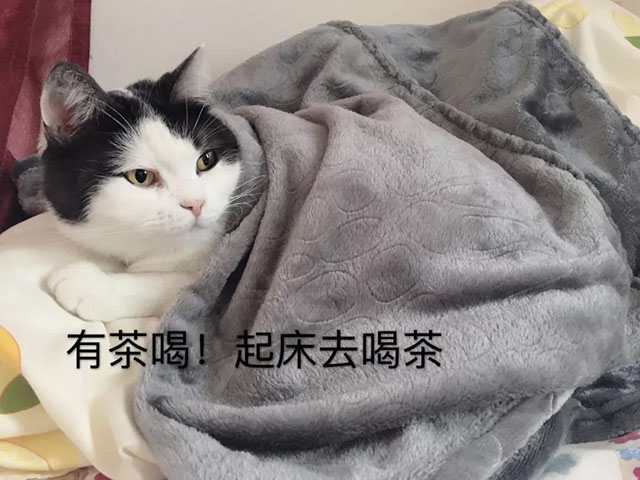 猫与茶