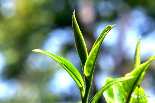 茶树鲜叶