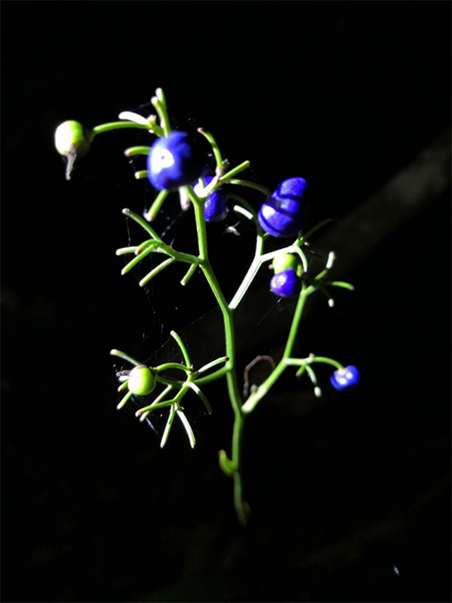 茶山植物