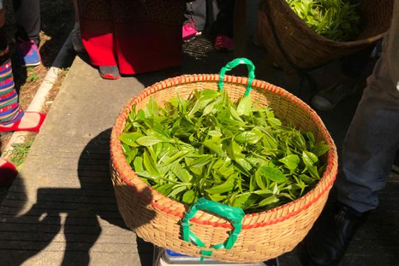 普洱茶生态十年（一）「茶届白马非马专栏」