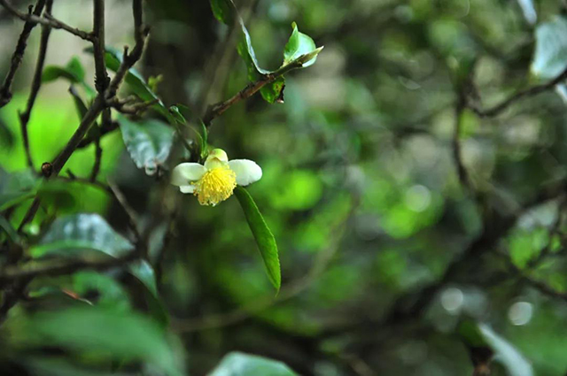 茶花