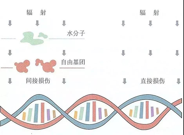 辐射损伤的主要原因