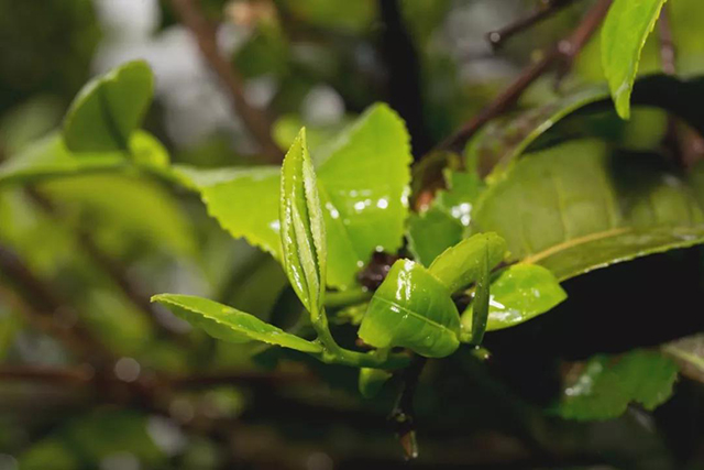 茶树鲜叶