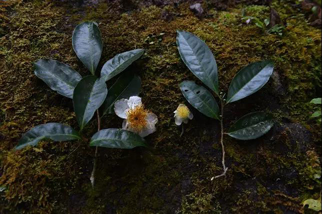 茶树茶花