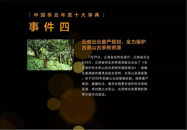 云南出台最严规划，全力保护古茶山古茶树资源