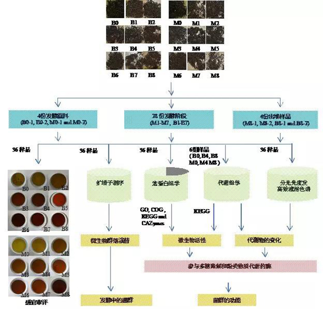 图4普洱熟茶发酵微生物组研究技术路线