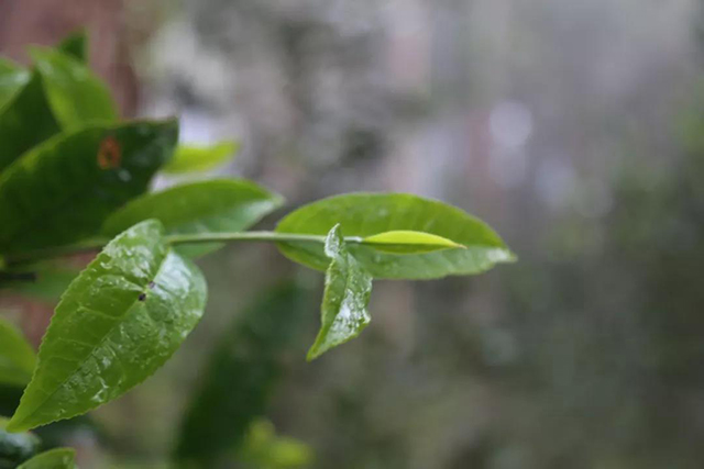 央视曝普洱茶乱象国有林