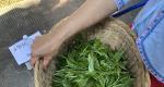 论普洱茶作死的“五化”之绿茶化「刀哥说茶」