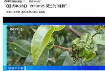 关于国有林毁林种茶，我们有几点不得不说「央视曝普洱茶乱象」