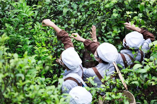 津乔古茶园 津乔冰岛古茶园 东半山茶园 勐库大雪山茶园 爱普茶网 最新茶资讯网站 M Ipucha Com