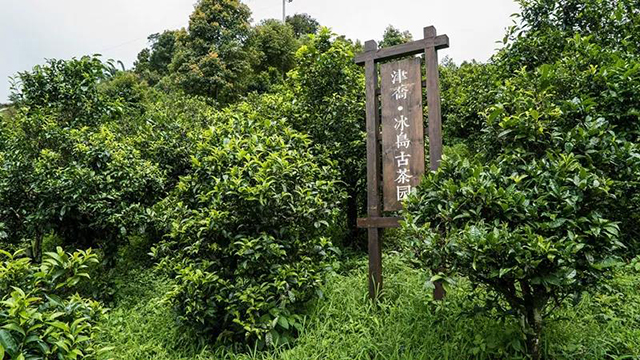 标本冰岛五寨茶