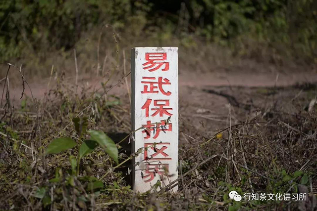 国有林普洱茶