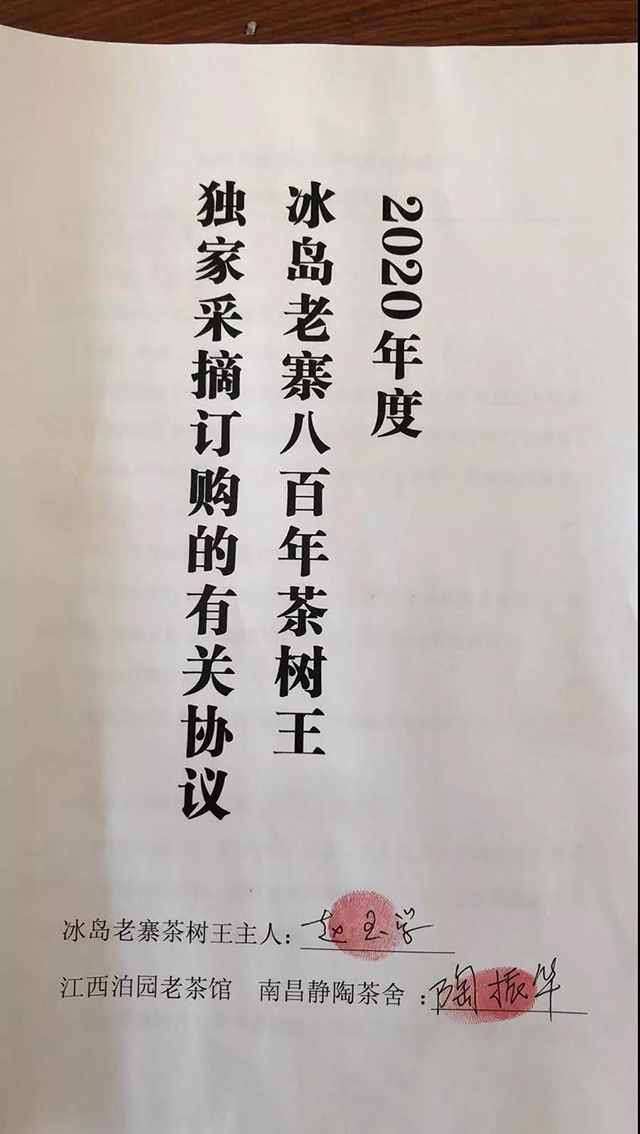 2020年冰岛茶王树采摘权以99万成交