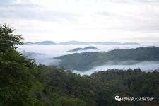 行知茶文化讲习所：央视曝光下的国有林普洱茶，路在何方？「央视曝普洱茶乱象」