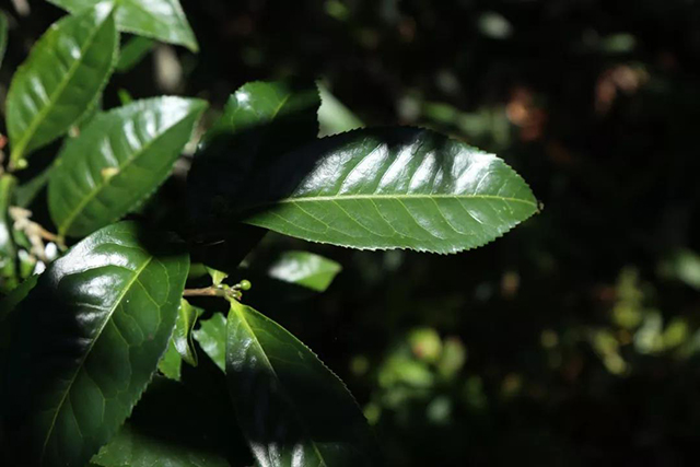 古茶树茶树枝叶