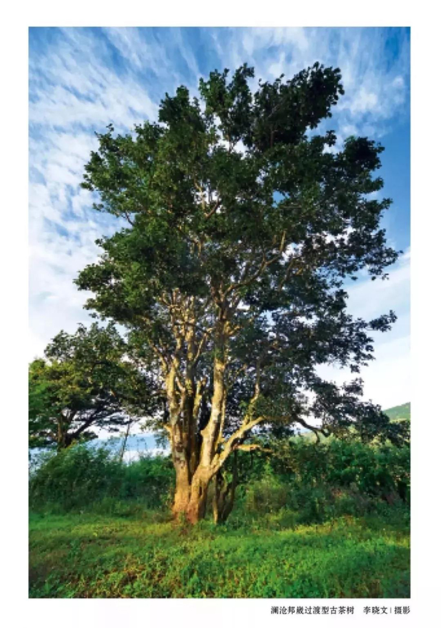 邦崴过渡型古茶树的发现与论证
