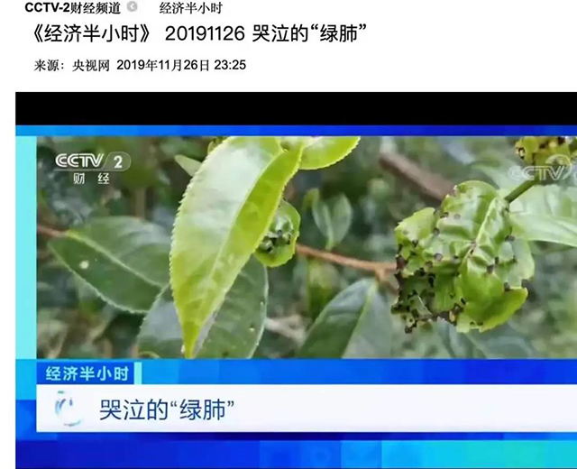 央视曝普洱茶乱象