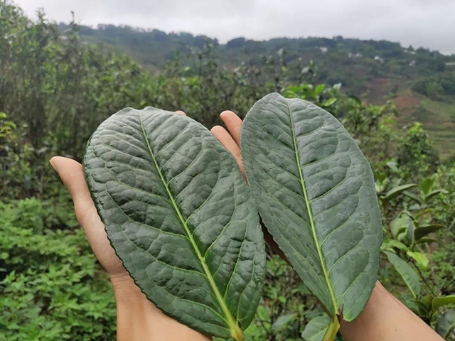 普洱茶叶子