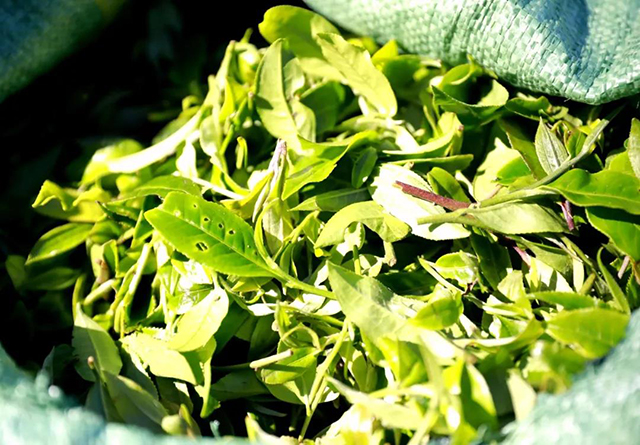 倚邦滑坡茶园茶树鲜叶
