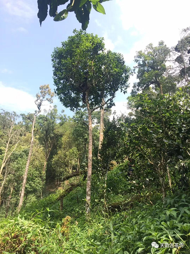 高杆古茶树