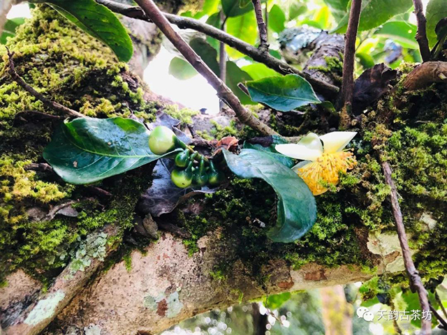 普洱茶茶果茶花