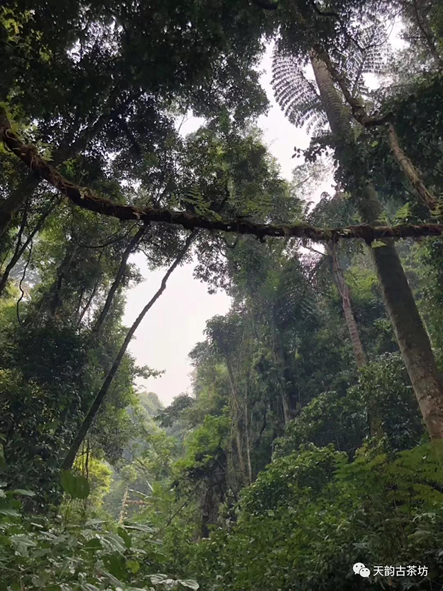 易武国有林古树茶