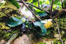 普洱茶概念中的“国有林”“高杆古树”是怎么样的存在？