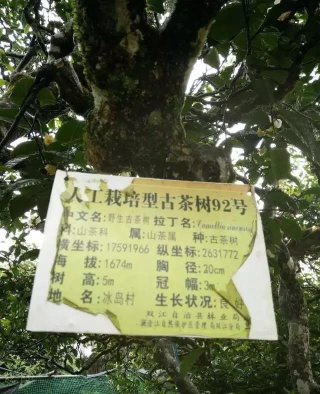 古茶树