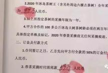 2019年尚未结束，冰岛老寨“茶王树”又以99万迎来天价采摘权