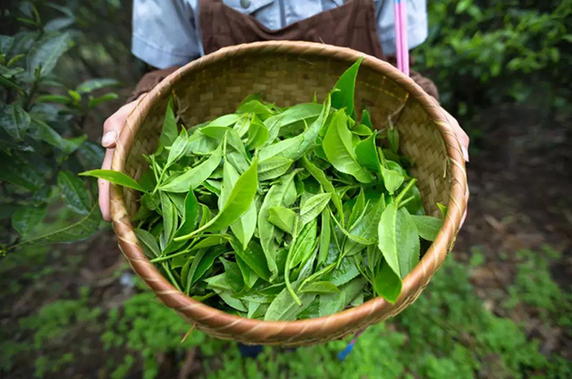 普洱茶鲜叶