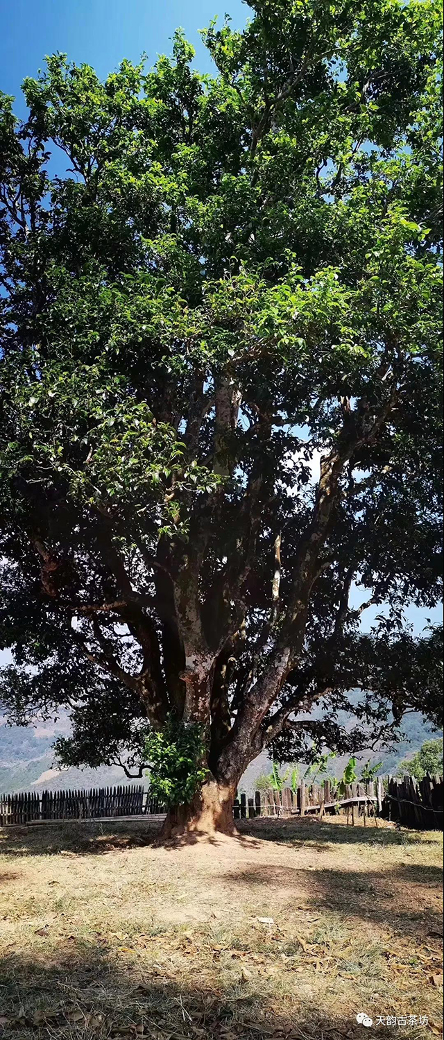 邦崴1700年茶王树