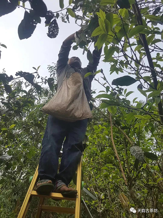 拉祜深山葫芦谷采茶