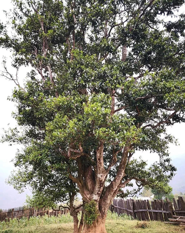 邦崴茶王树