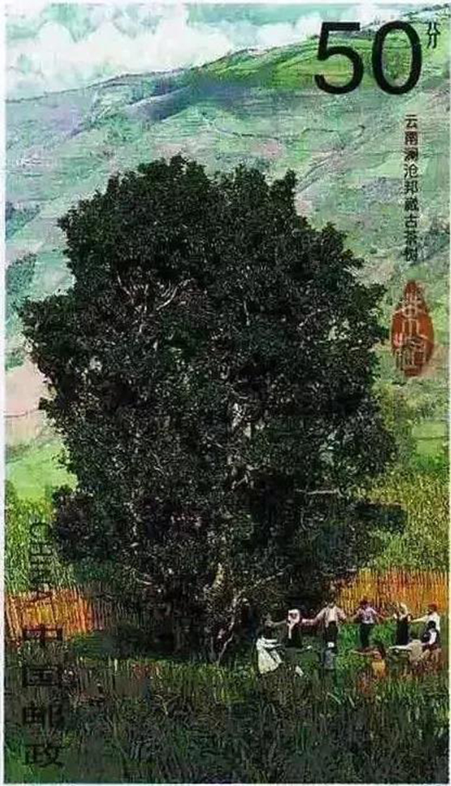 邦崴茶王树