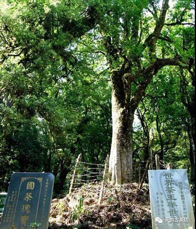 云南镇源县2700年的古茶树