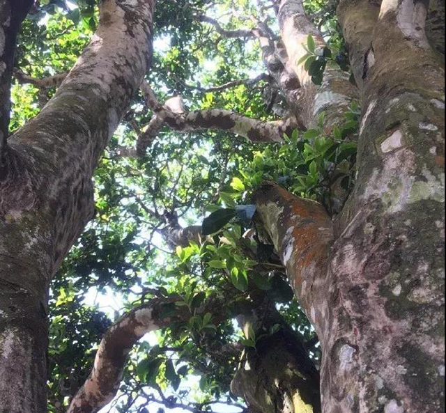 云南凤庆县小湾镇香竹箐的古茶树