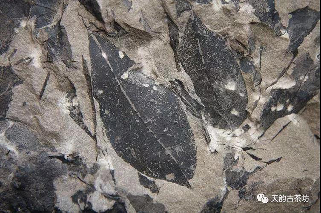 古木兰化石