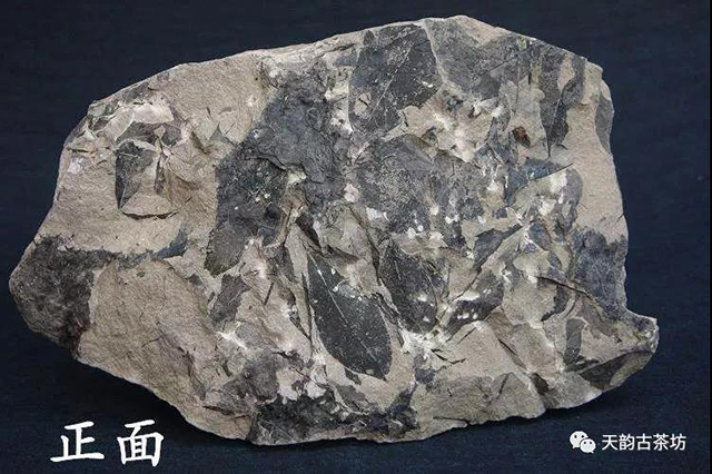 云南景谷县发现的3540万年前的木兰化石