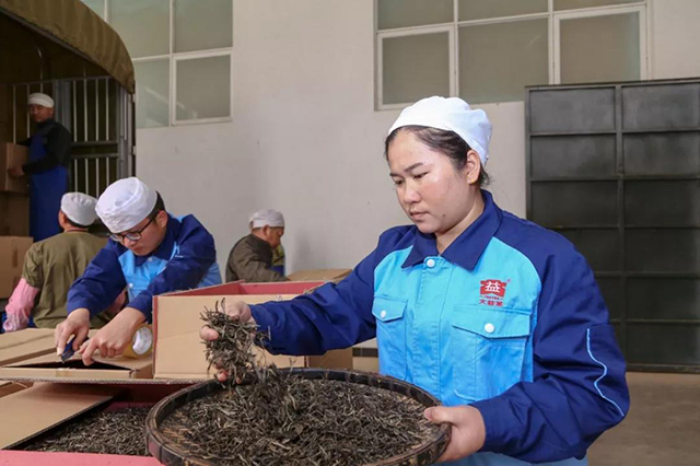 大益茶原料强调仓储醇化