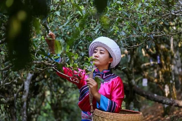 大益自营的巴达基地和布朗基地