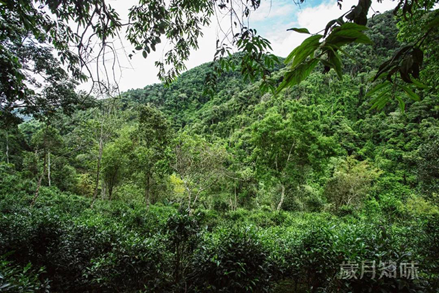 岁月知味易道普洱茶