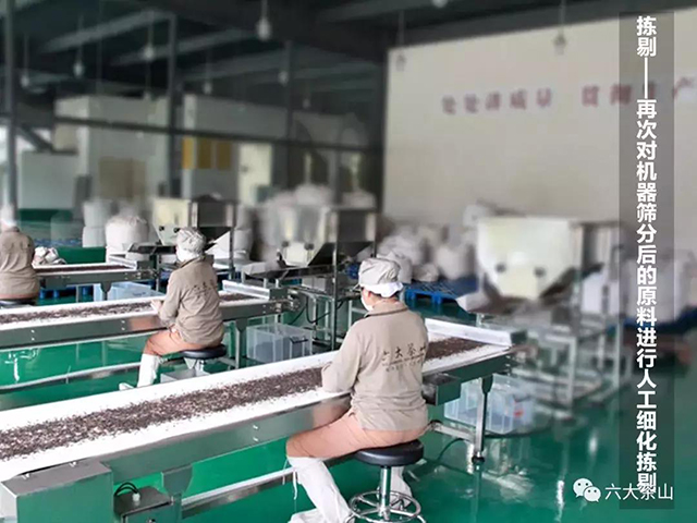 六大茶山勐海茶厂全程不落地清洁化生产精