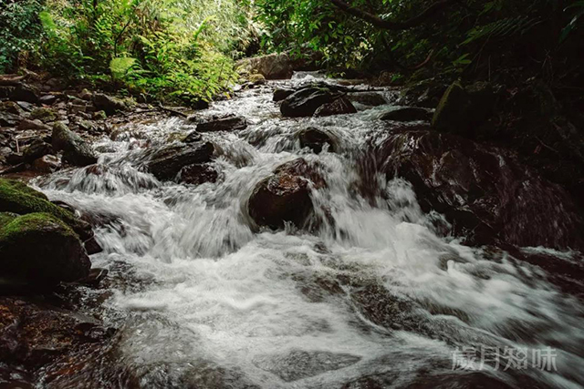 岁月知味沧浪之歌熟茶