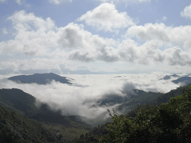 凤凰古茶山