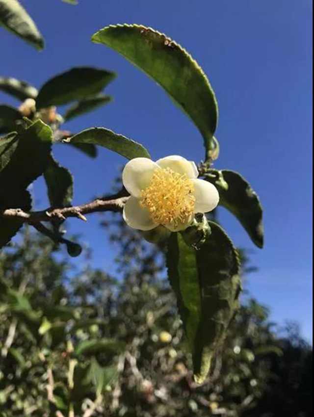 金秋绽放的茶花作者摄于永德