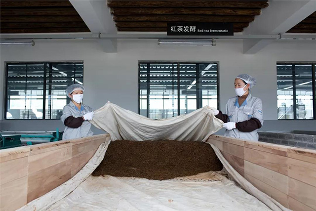 津乔普洱茶工艺全发酵