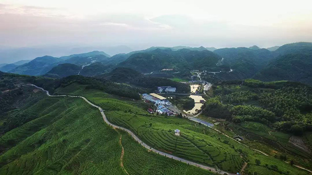 绿雪芽基地全景图